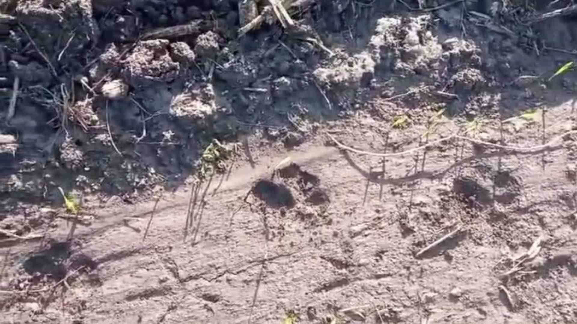 खेत में मिले तेंदुए के पैरों के निशान।