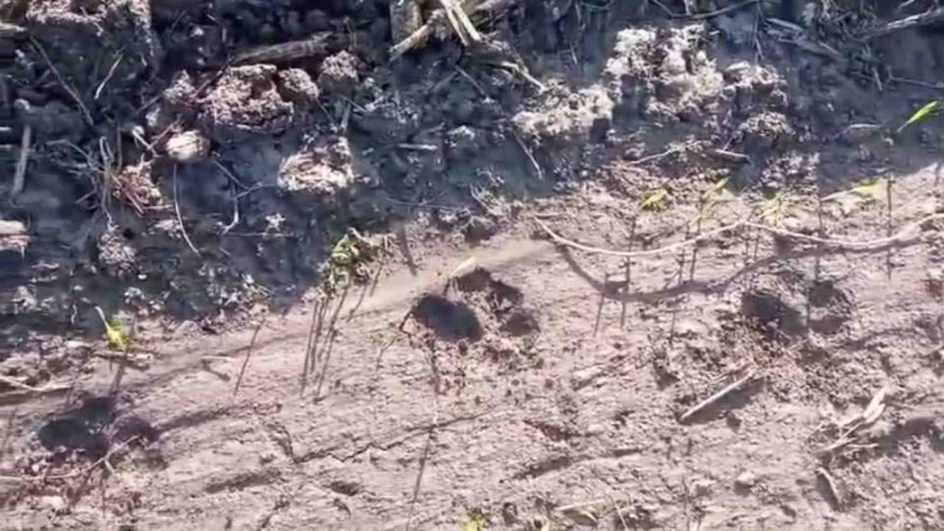 खेत में मिले तेंदुए के पैरों के निशान।