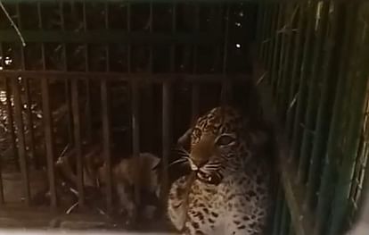 Bahraich: Leopard captured in cage