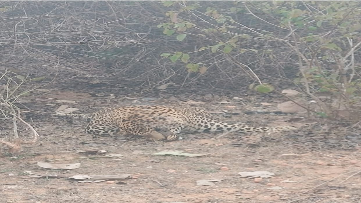 Dead body of leopard found lying in Niwari