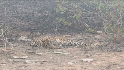 Dead body of leopard found lying in Niwari