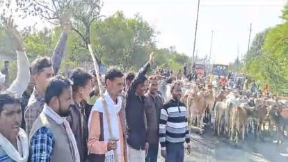 गायों को लेकर पहुंचे कलेक्ट्रेट