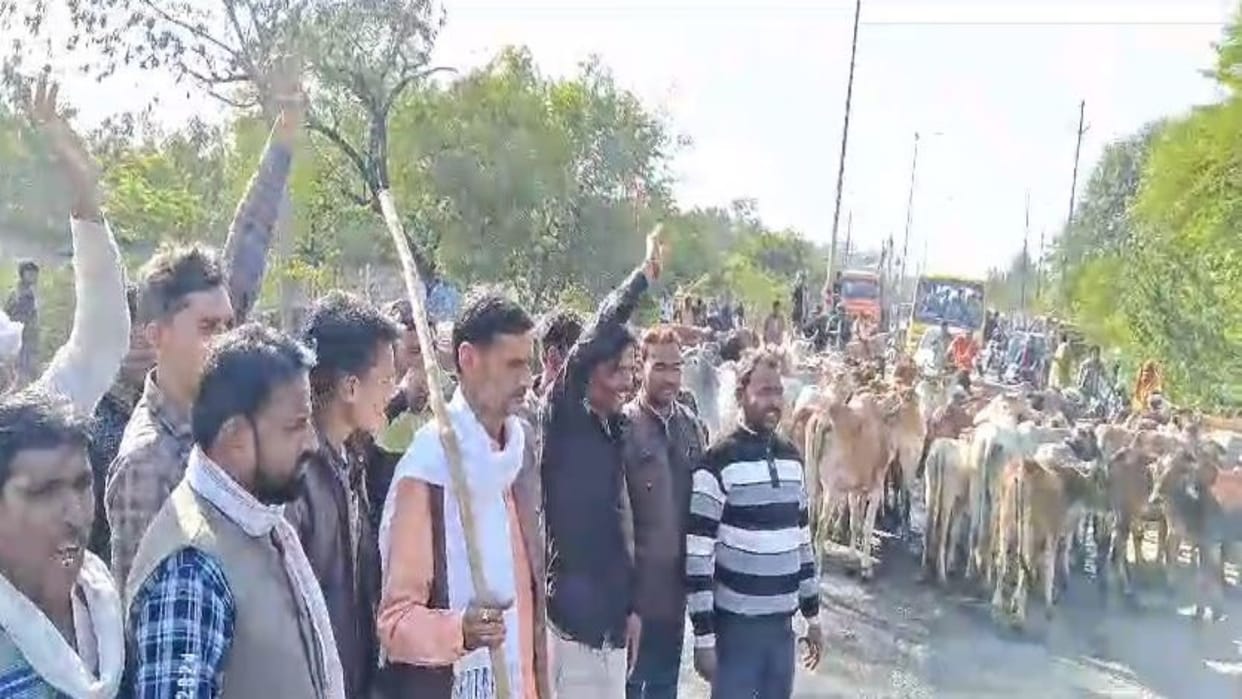 Congress MLA Babu Jandel reached Sheopur Collectorate with thousands of cows