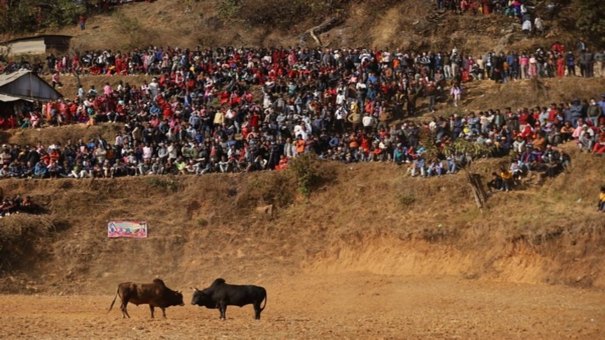Nepal People in Nuwakot Taruka organise annual Bull Fighting Goru Judhai