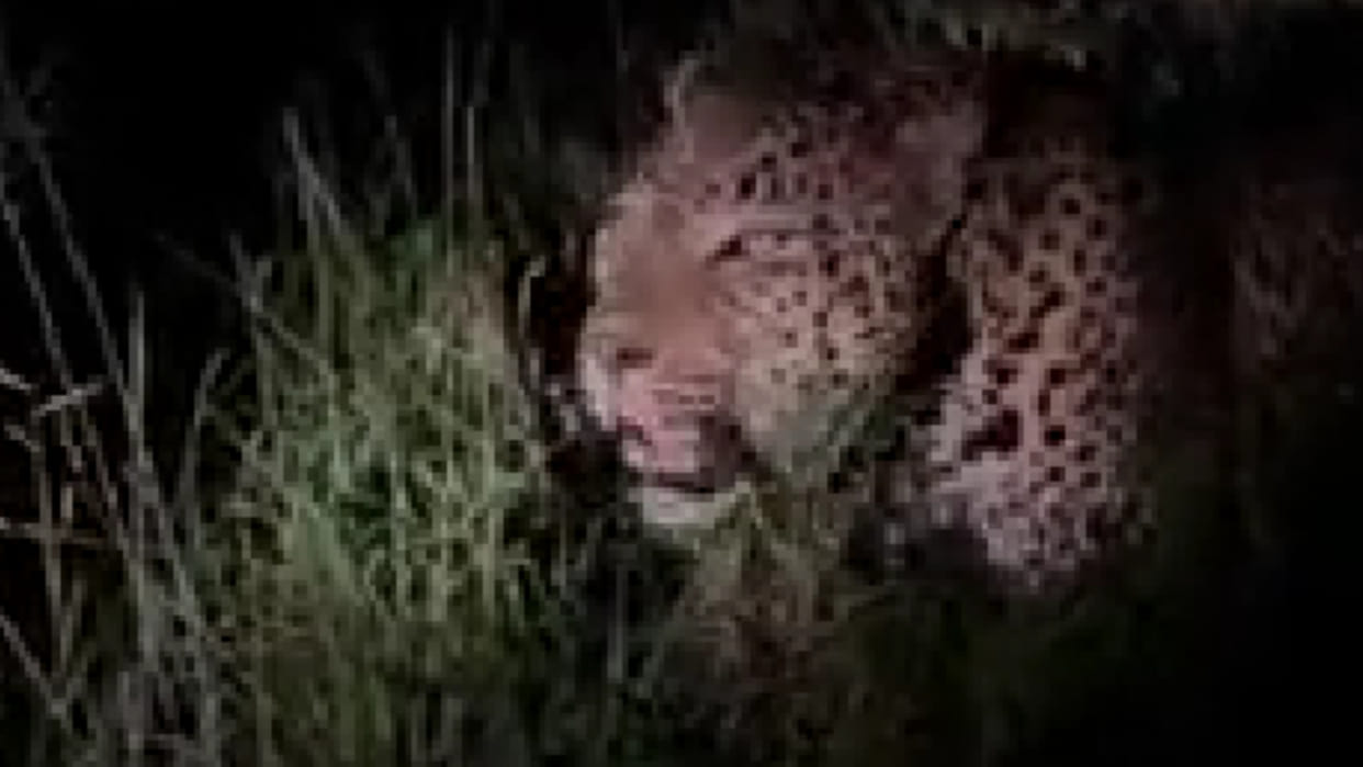 Leopard roaming in zero point area of Indira Sagar