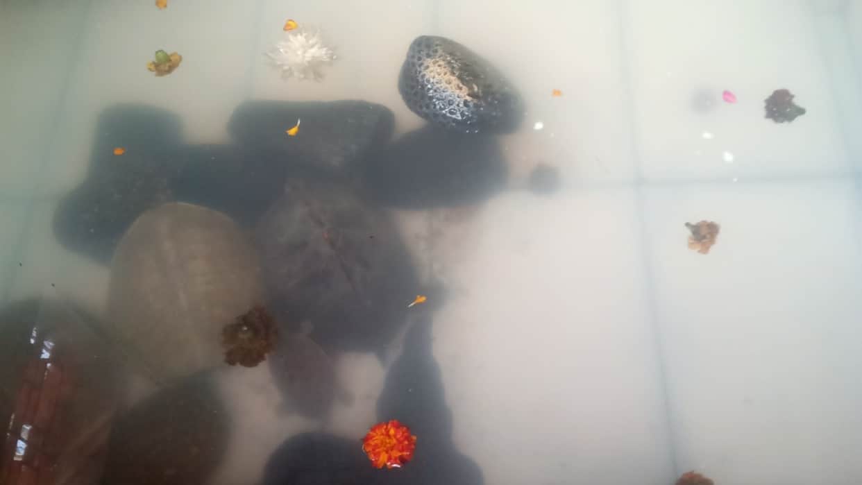 Rare stone of Ram Setu will be worshiped during Ramotsav in Bareilly