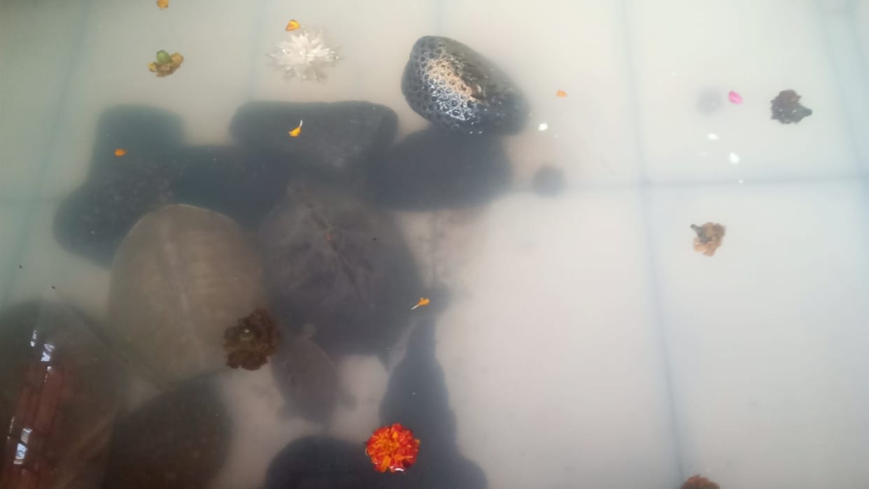 Rare stone of Ram Setu will be worshiped during Ramotsav in Bareilly