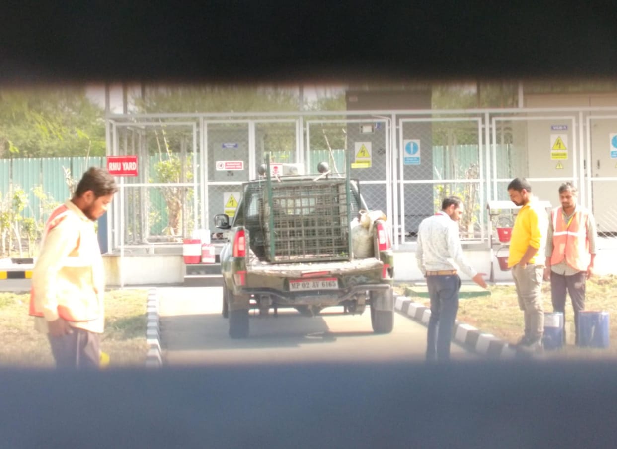 Indore: Leopard spotted in Infosys campus, forest department team arrived to catch it