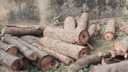 Forester suspended for illegal cutting of trees in Khutar forest in Shahjahanpur
