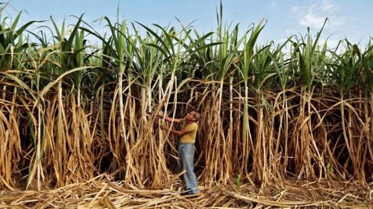 Molasses Export 50 percent duty imposed help in making ethanol, know when it be implemented