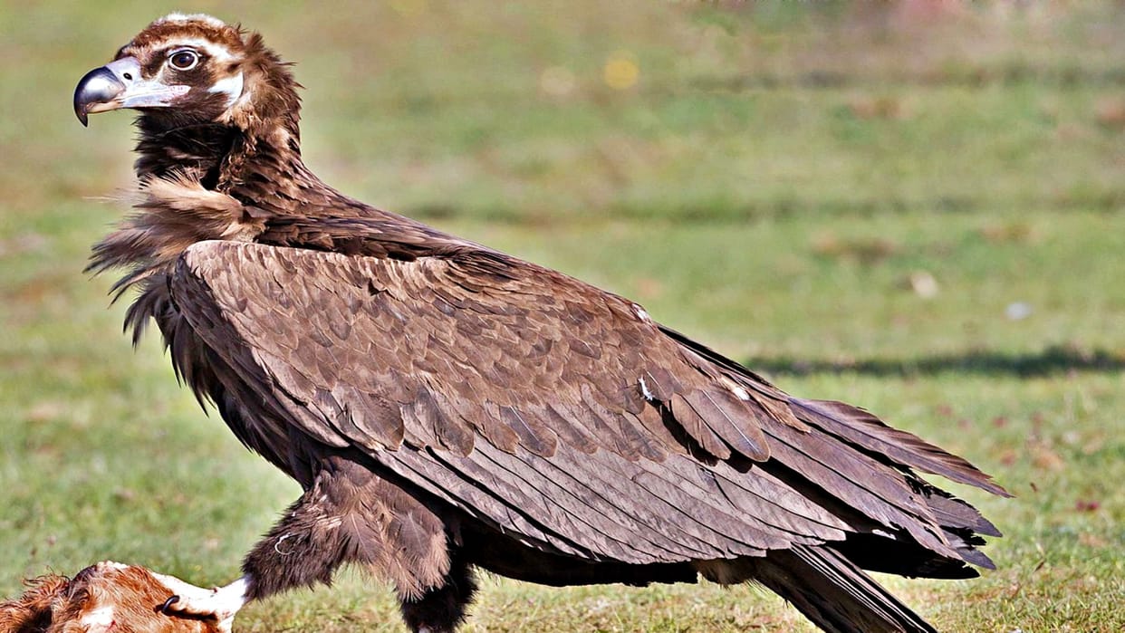 Jaisalmer News Current took the life of rare cinereous vulture