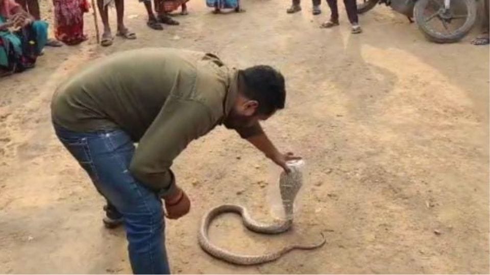 Six feet long cobra found in Kanki village Korba