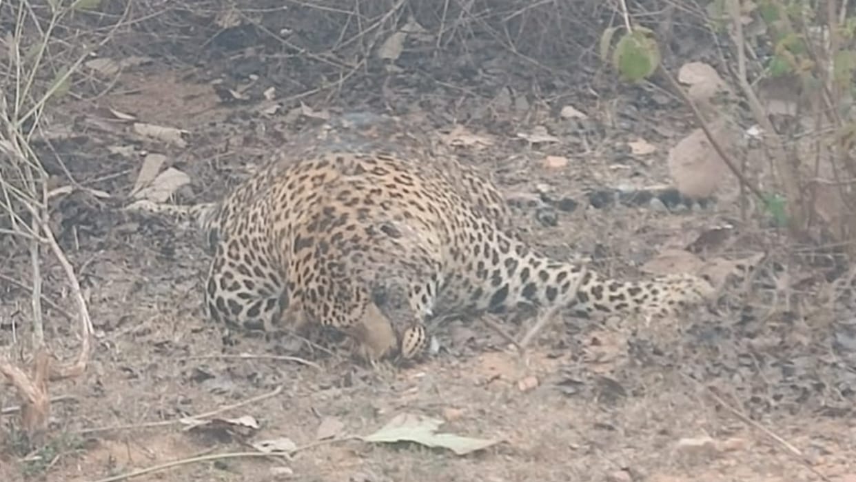 Leopard Found Dead In Niwari Was Died Natural Cause PM Report