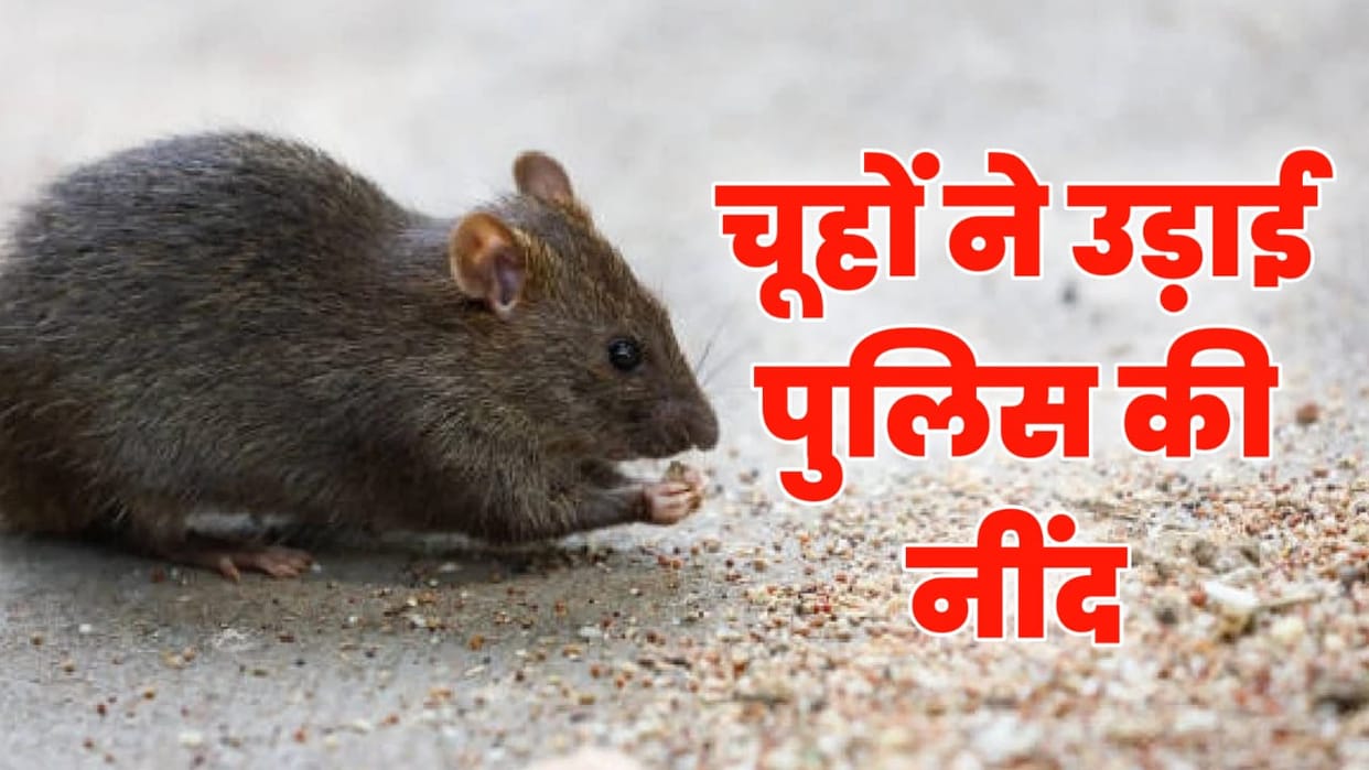 Rats created a stir in Ludhiana of Punjab