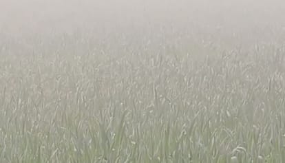 Rajasthan Weather Today: Severe cold alert issued for next two days, many trains canceled due to dense fog