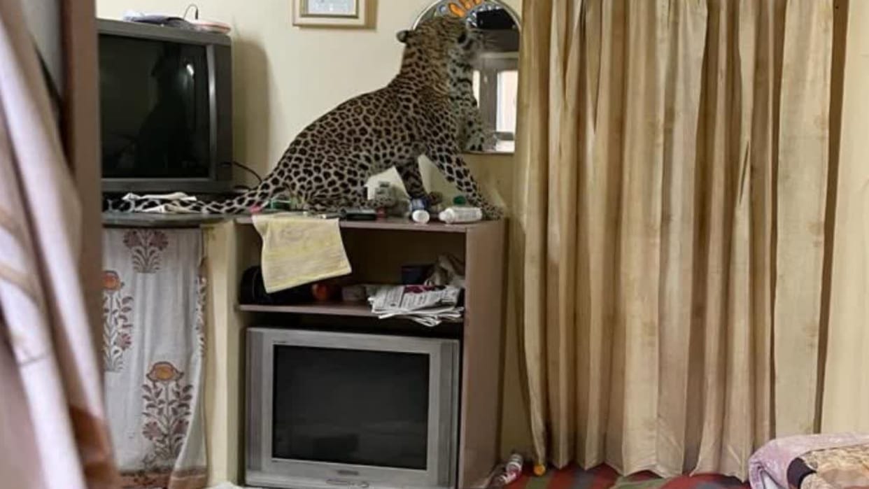Rajasthan Panther created a stir in Kanota Castle Hotel Jaipur