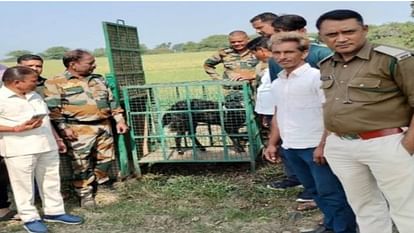 Goat kept in cage to catch leopard