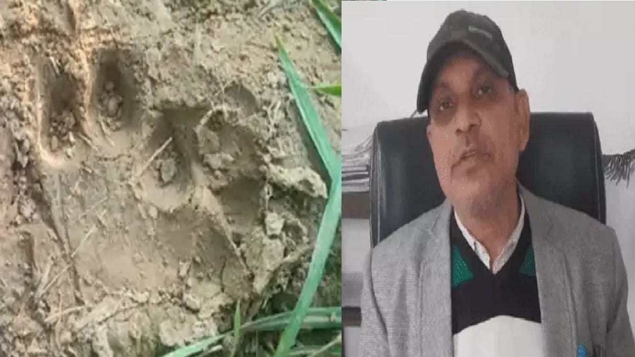 Movement of tiger recorded in Kharkhara Dhani of Rewari, Tracking being done through drones