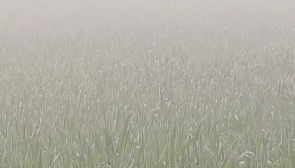Rajasthan Weather Update: Cold wave warning for next 4 days in the state, visibility reached zero due to fog