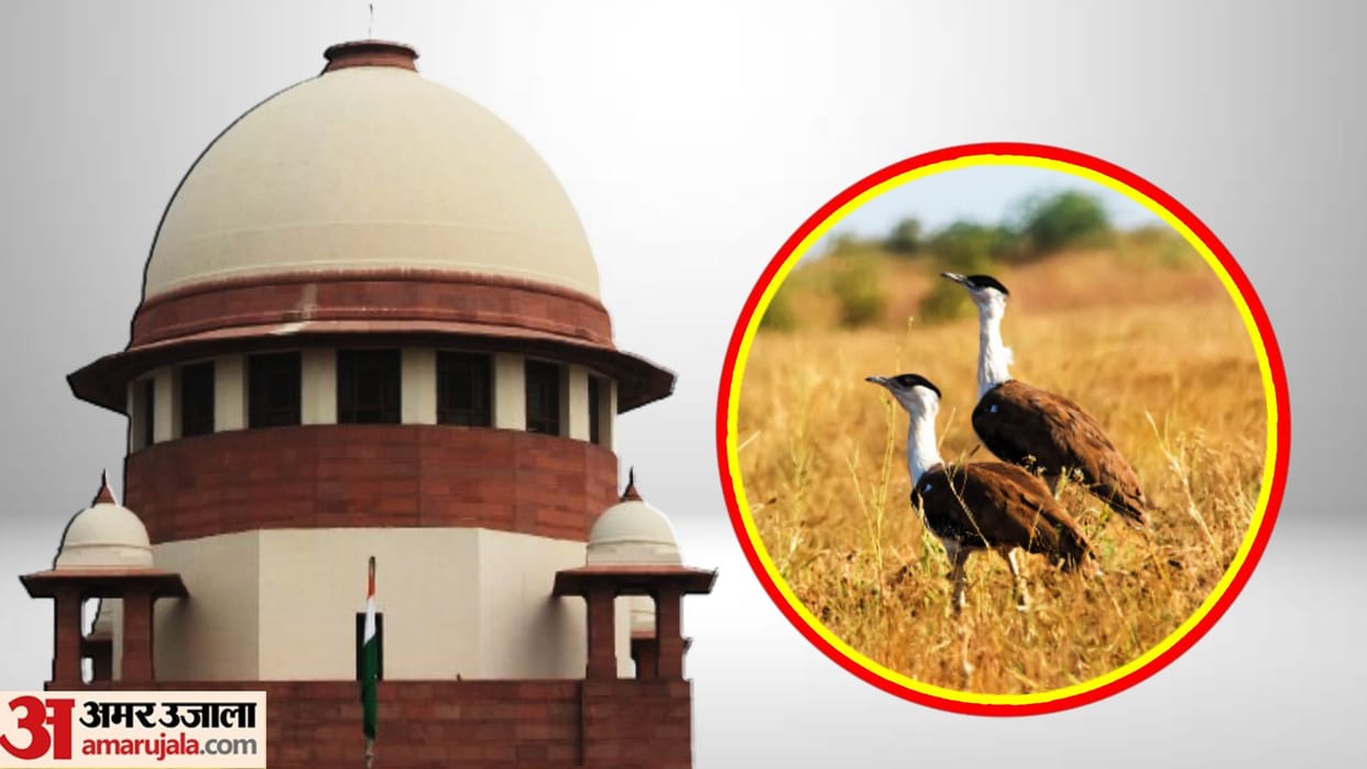 SC asks govt to come out with 'comprehensive' plan to save critically-endangered Great Indian Bustard