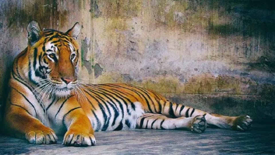 Free entry into the zoo for children and senior citizens for two days in nainital