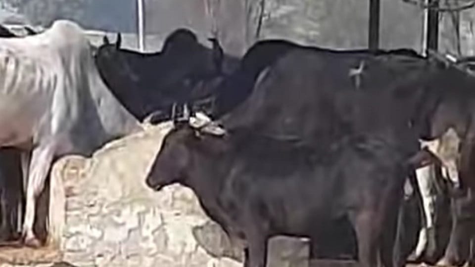 Dogs scratching cows in cow shed