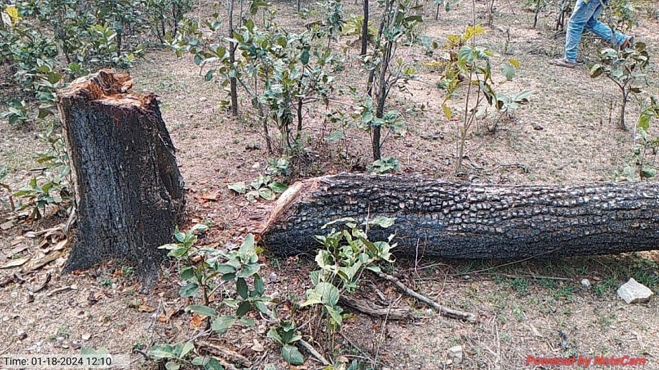 Wood smugglers are fearlessly destroying forests in Katghora forest
