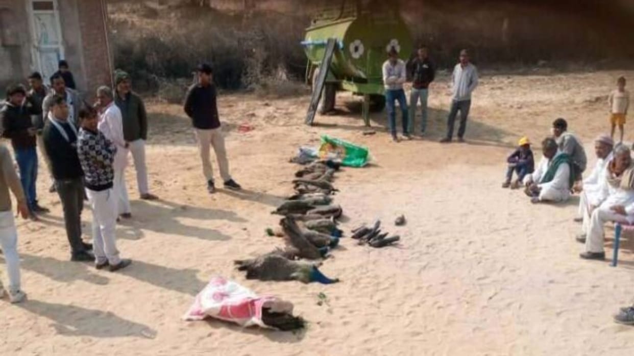 Rajasthan More than 20 peacocks died under suspicious circumstances in Bikaner