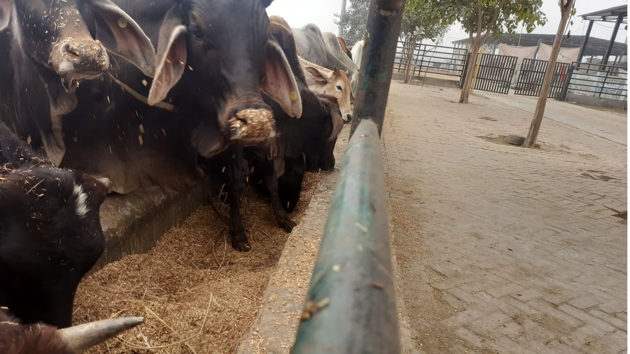 Green fodder crisis in Nandishala, 153 cows died in 35 days