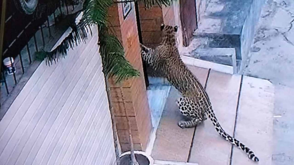 Leopard seen in Hisar and Narnaul of Haryana