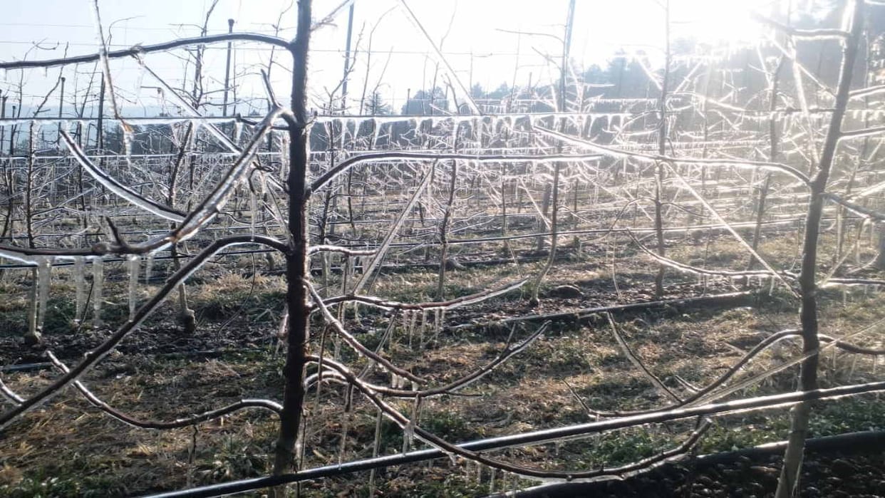 Due to no snowfall, artificial chilling now becomes a support, effect is less