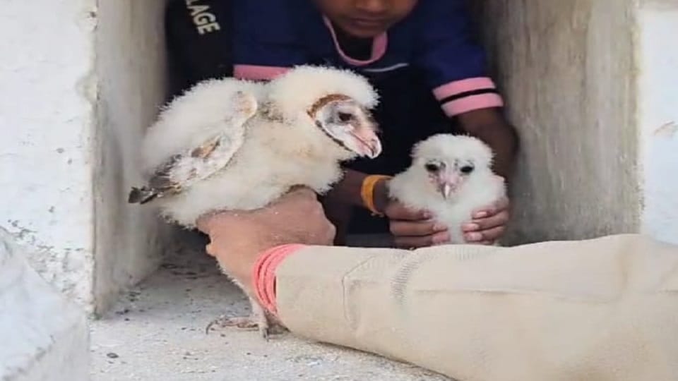 Four babies of Garun bird in the temple premises devotees started worshiping in Mungeli