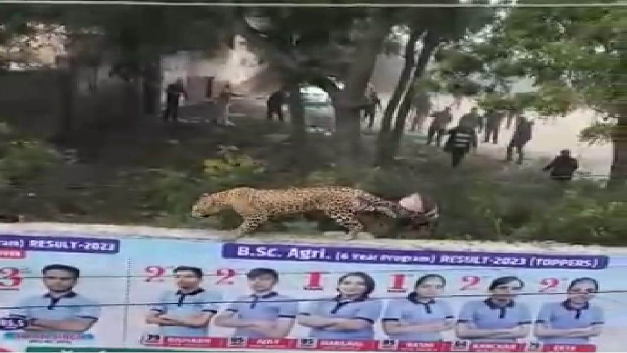 Leopard in Hisar physically healthy, given injection to regain consciousness after rendering unconscious