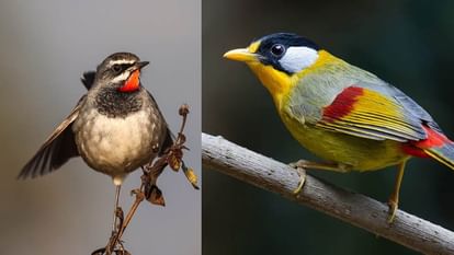 Birds of China and Sikkim found in forests of Uttarakhand Corbett Tiger Reserve