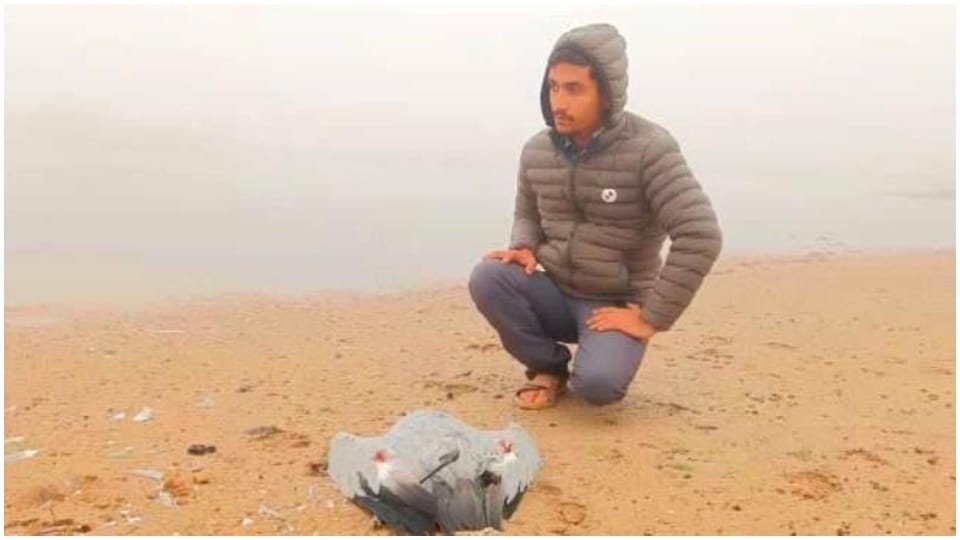 Four Kurja birds die in Jaisalmer migratory birds come in month of September October