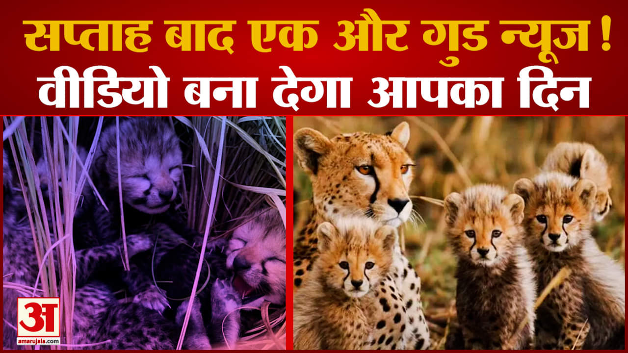 Kuno National Park से एक और Good News, मादा चीता ज्वाला ने दिया 3 शावकों को जन्म