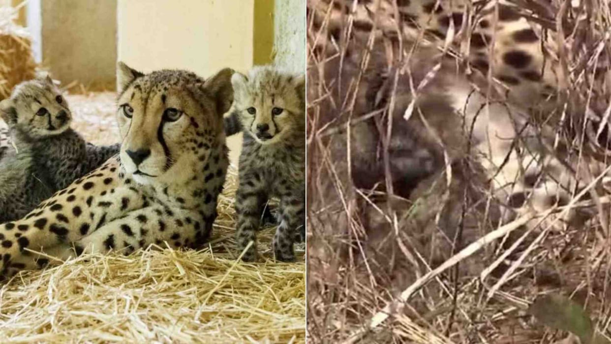 MP Kuno National Park News: Female Cheetah Jwala Gave Birth To Three Cubs In Kuno Sanctuary