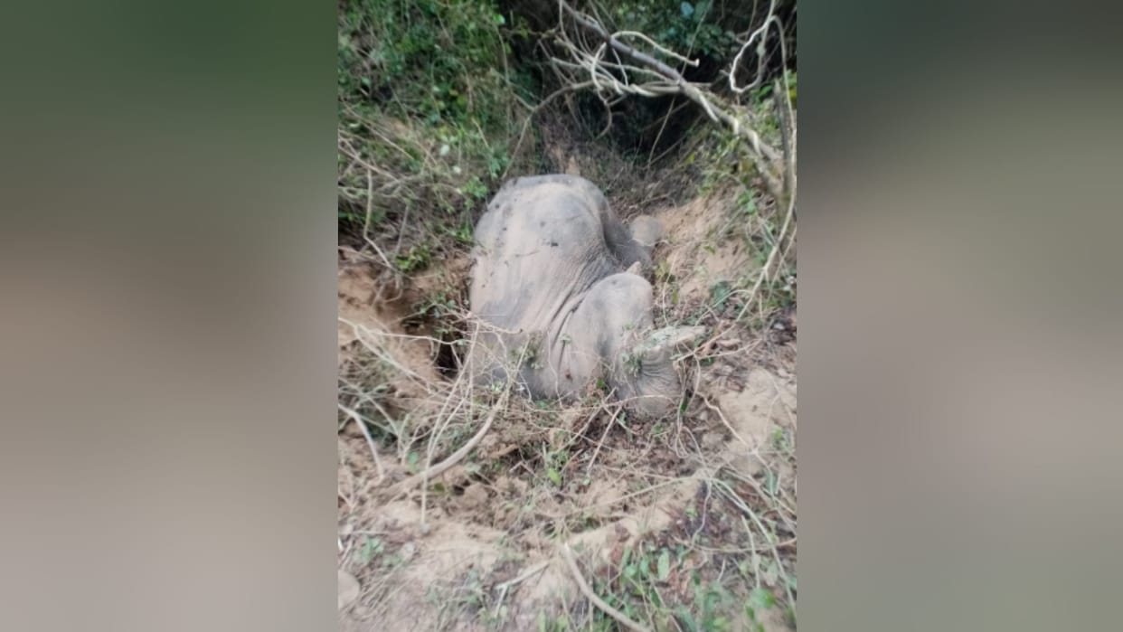 Elephant dead body found in Sahuwala Range