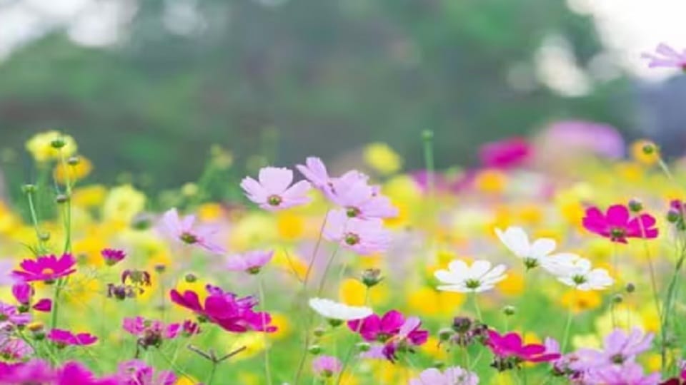 Pantnagar News: Spring season will not come this time due to the effect of El Nino in uttarakhand