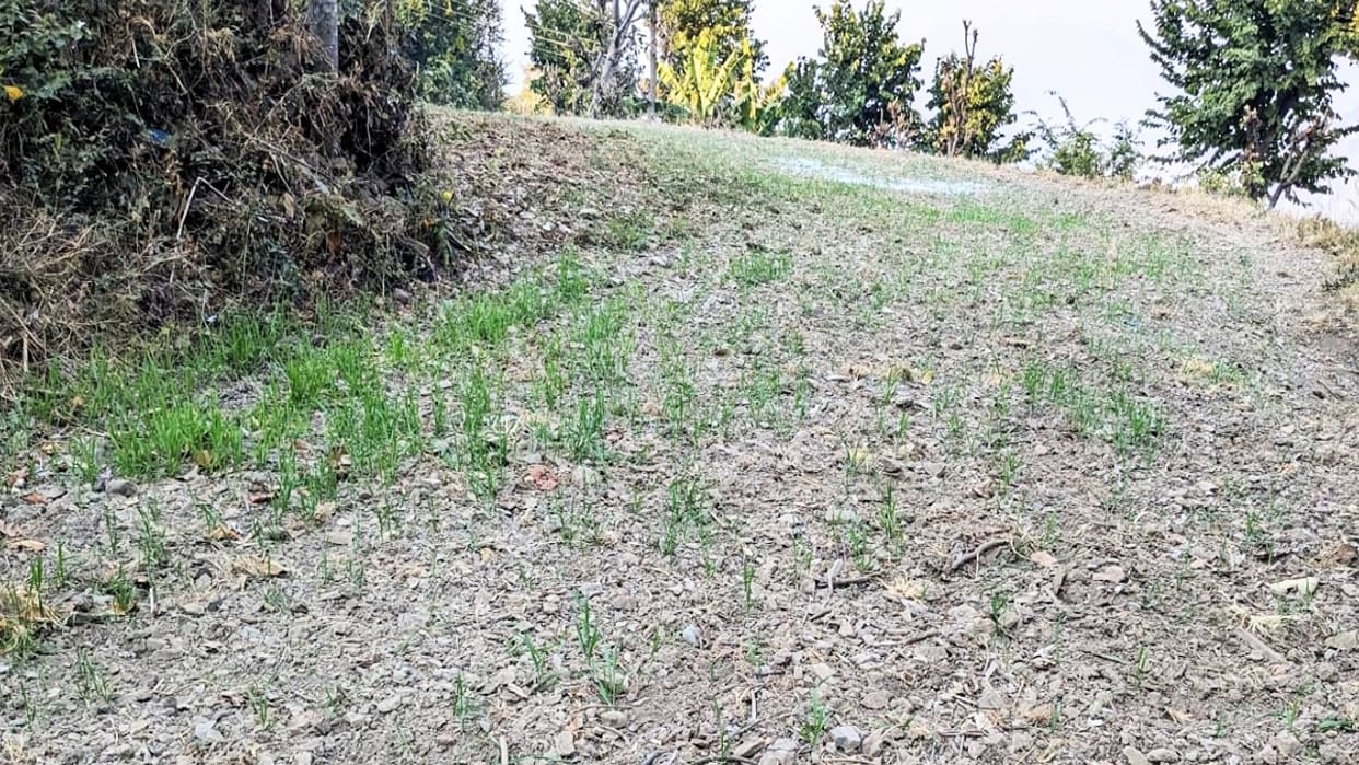 dry Weather effects: Wheat crop destroyed on four thousand hectares of land in BBN