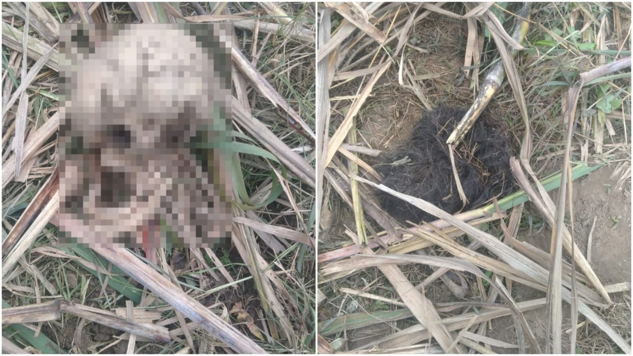 Ambala: Skeletal remains found in the field, investigation started