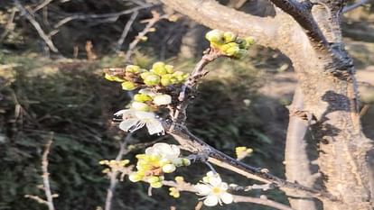 Impact of weather: Flowers appeared on plum trees two months earlier, orchardists and experts are also surpris