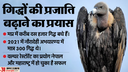 Rani Durgavati Tiger Reserve: Will increase the species of vultures by building a vulture restaurant