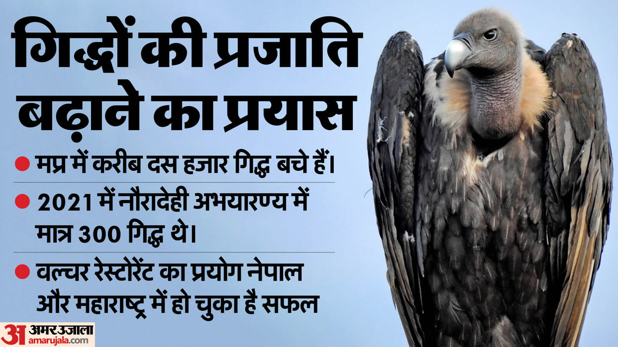 Rani Durgavati Tiger Reserve: Will increase the species of vultures by building a vulture restaurant