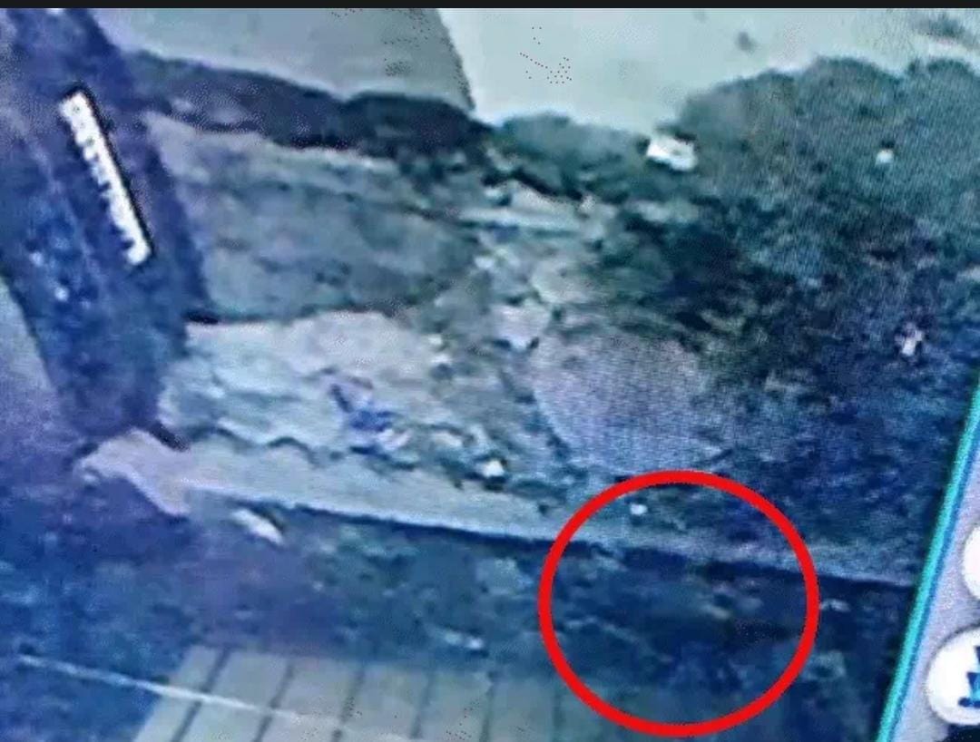 Indore News: Leopard attacked the calf, residents said - two leopards are roaming around.