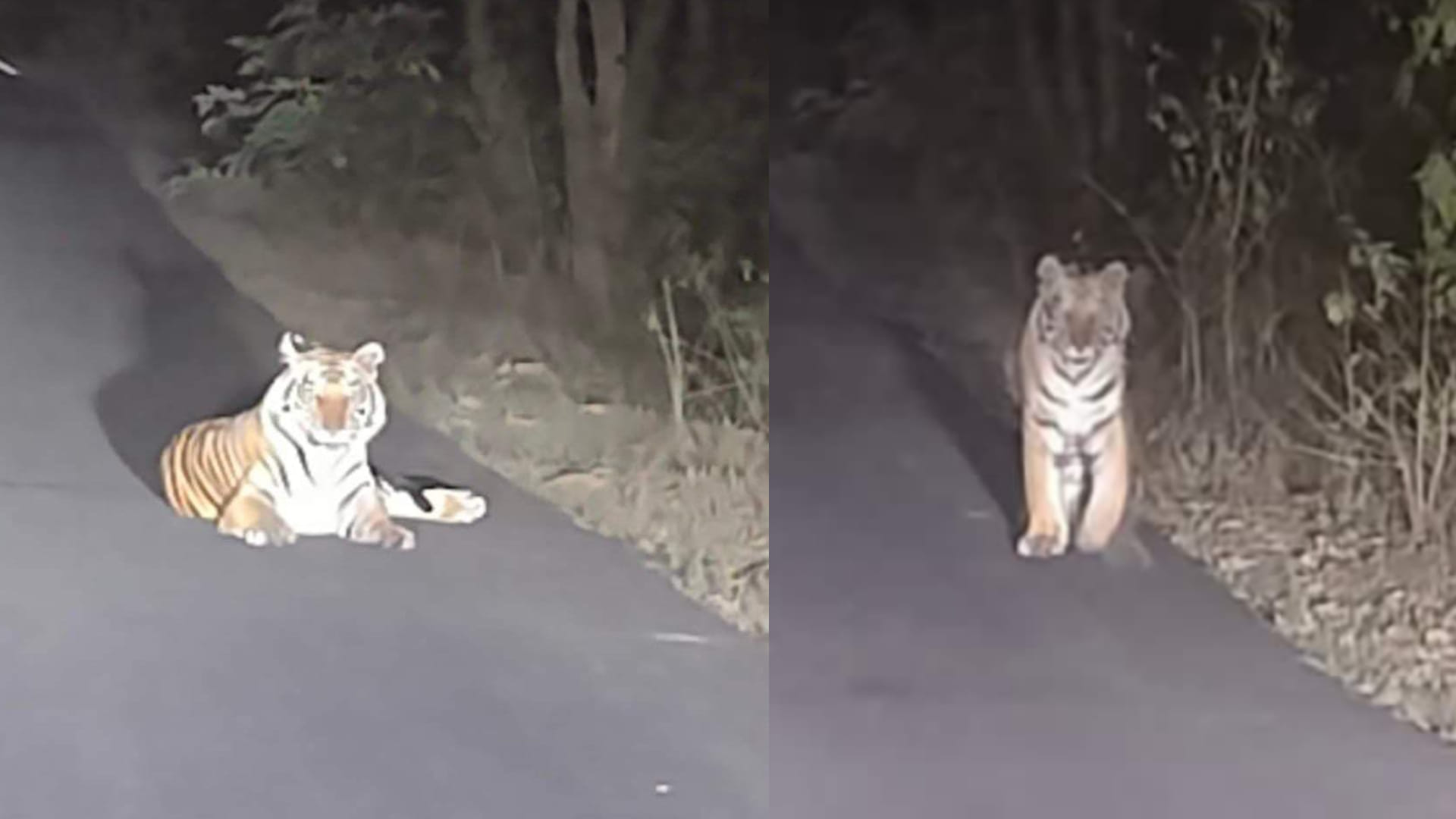 बीच सड़क पर करीब आधे घंटे तक बाघ आराम करता रहा।