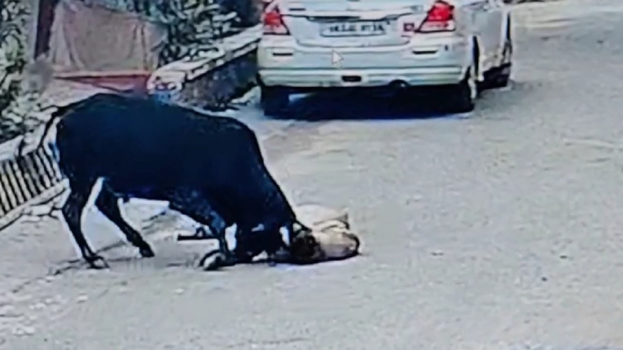 Bull killed Retired sugarcane manager in Bareilly