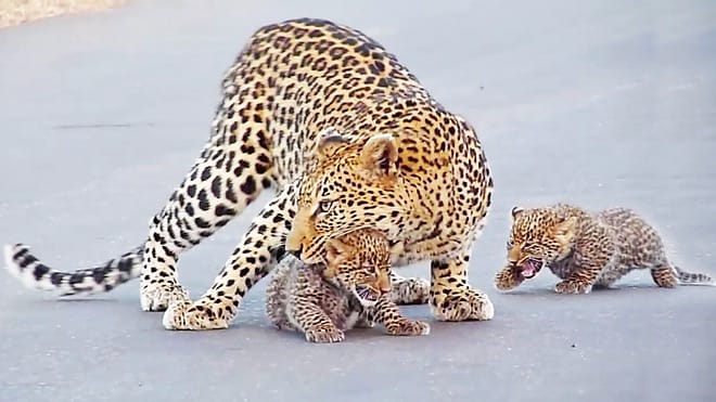 Leopard visible in Indore since last 10 days