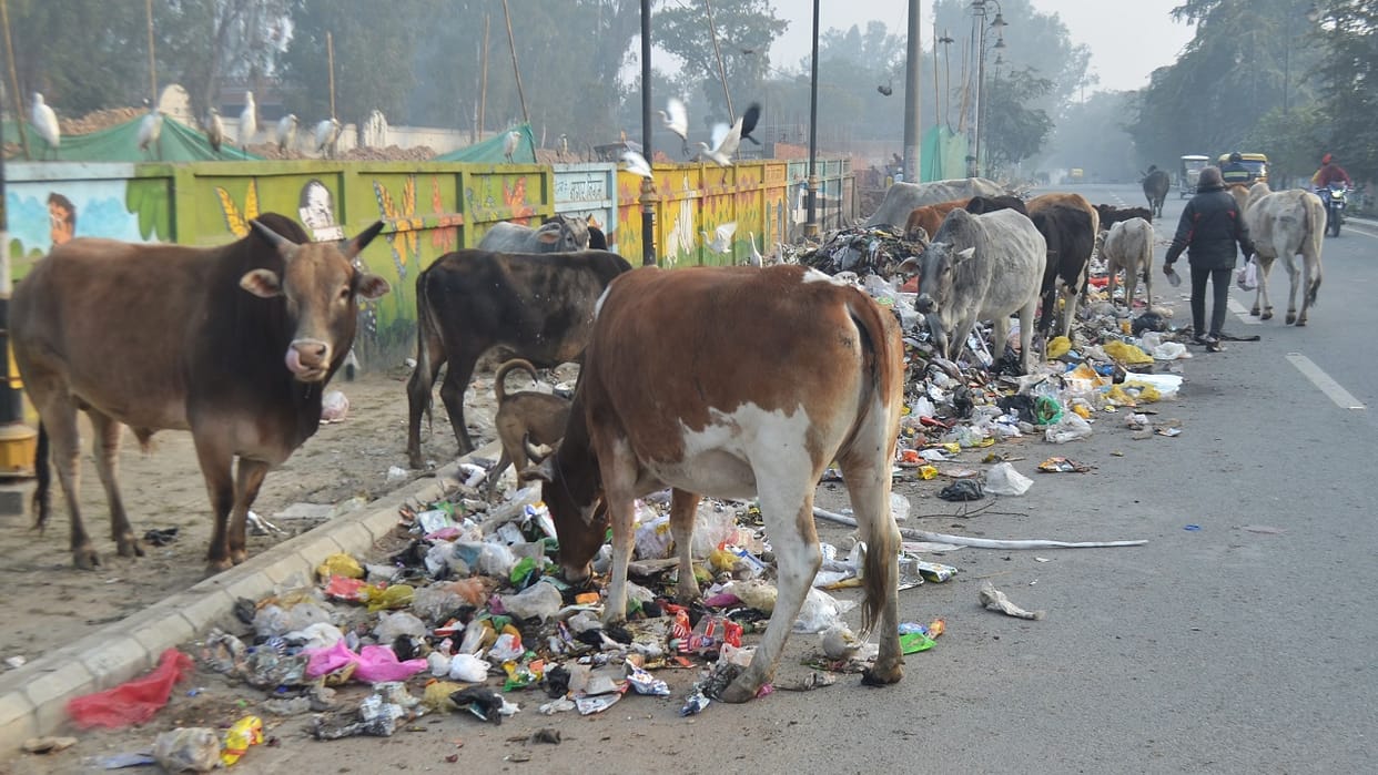 Two people died in bull attacks in Bareilly