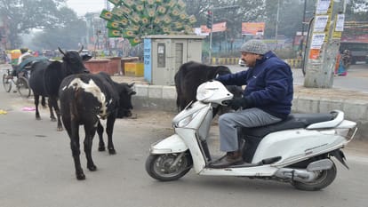 Bulls roaming on the roads in Bareilly